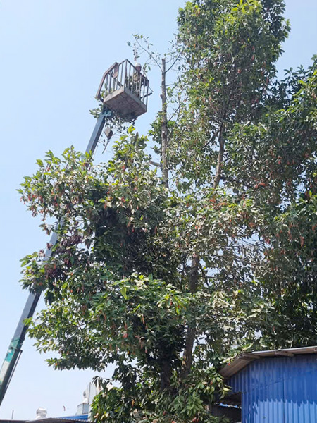 Cắt tỉa cây dầu